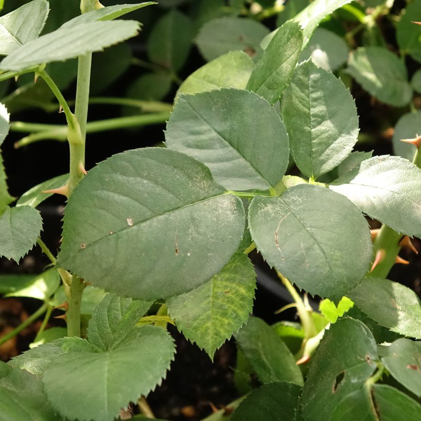 Rosa x floribunda 'Astrid Lindgren' - Floribunda Rose (Foliage)