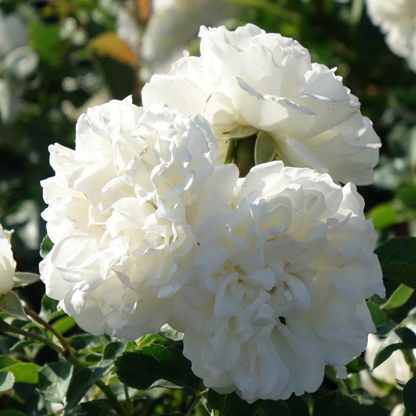 Rosa 'Meicoublan' WHITE MEILLANDECOR® - Rosier White Meillandecor, Rosier Blanc Meillandécor, Rosier White Meidiland (Flowering)