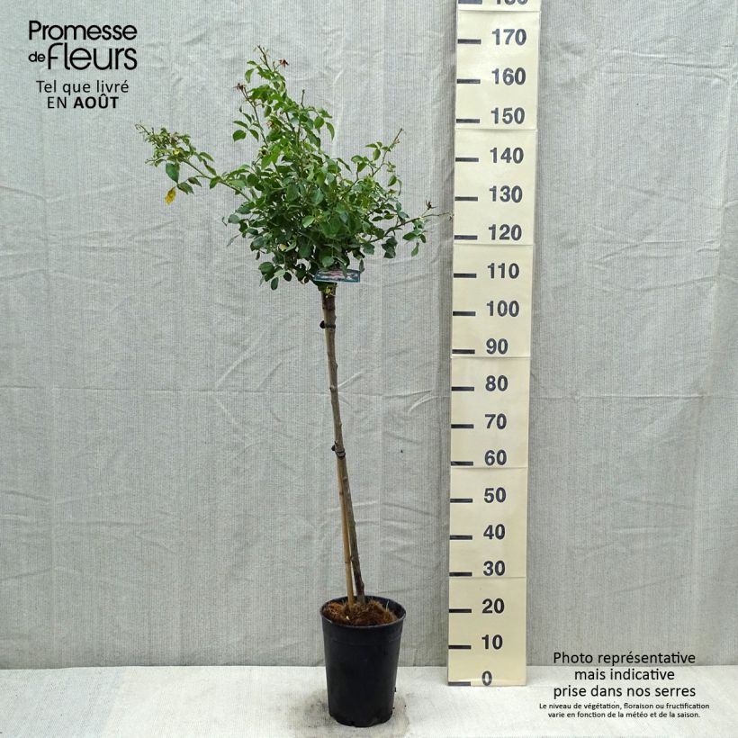 Rosa Bonica 4L/5L pot sample as delivered in summer