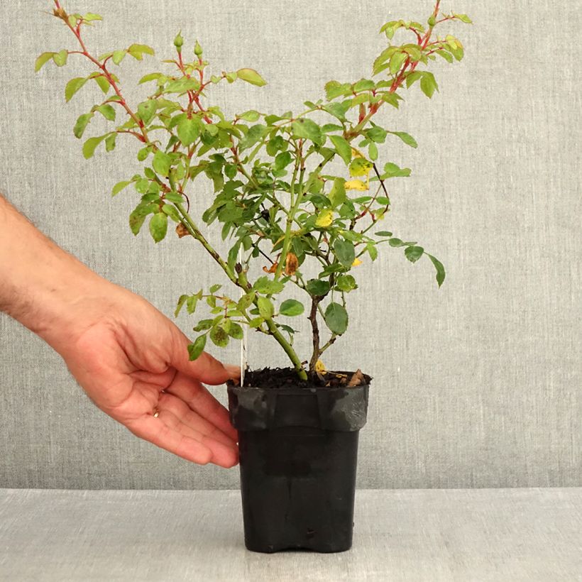 Rosa Bonica 10cm/11cm pot sample as delivered in summer