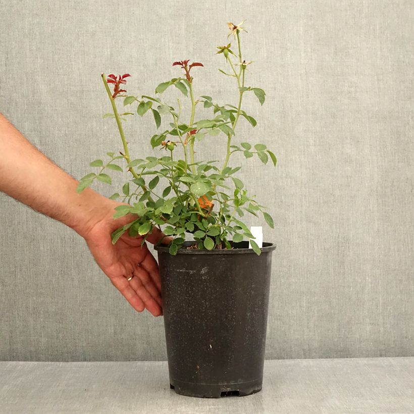Rosa Bonica 3L/4L pot sample as delivered in summer