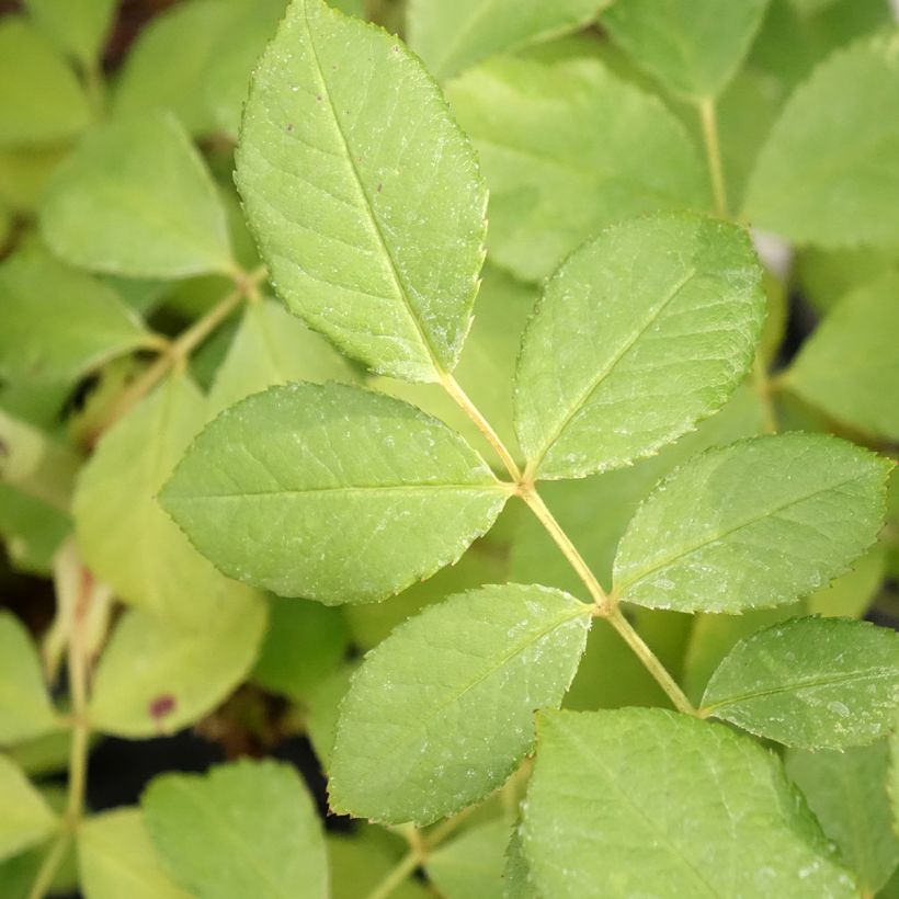 Rosa moschata Chateau de Munsbach - Musk Rose (Foliage)