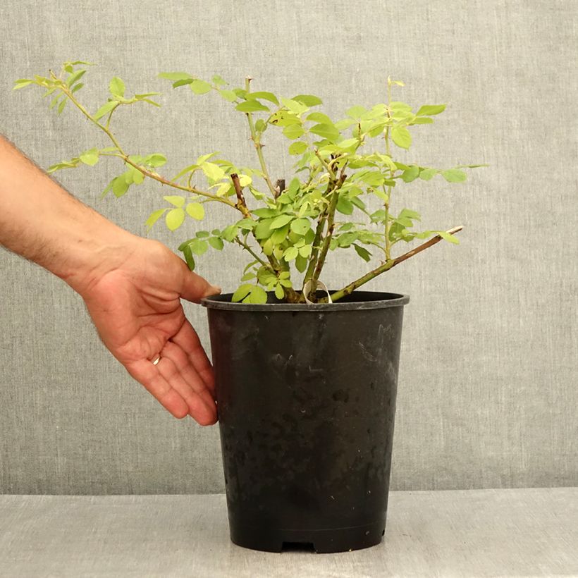 Rosa moschata Chateau de Munsbach - Musk Rose 4L/5L pot sample as delivered in summer