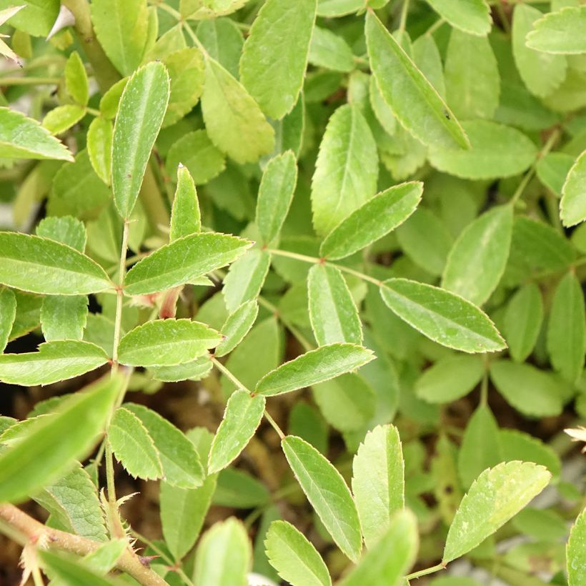 Rosa Diamant Rose - Musk Rose (Foliage)