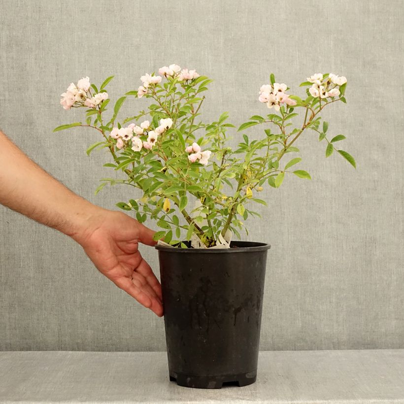 Rosa Diamant Rose - Musk Rose 4L/5L pot sample as delivered in summer