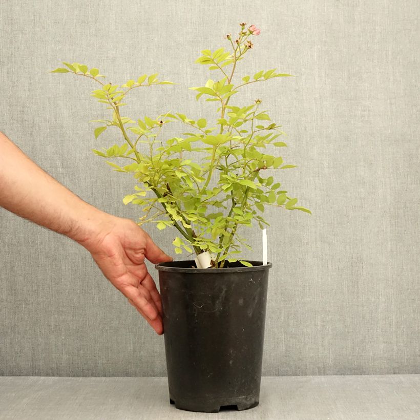 Rosa x moschata Dinky 4L/5L pot sample as delivered in summer