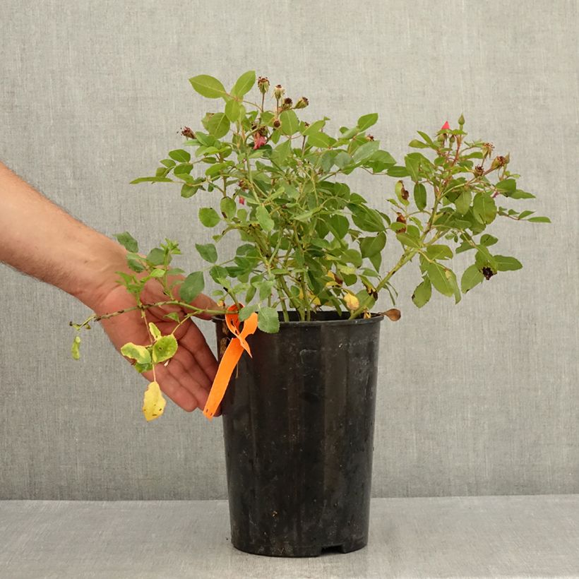 Rosa Douceur Normande  4L/5L pot sample as delivered in summer