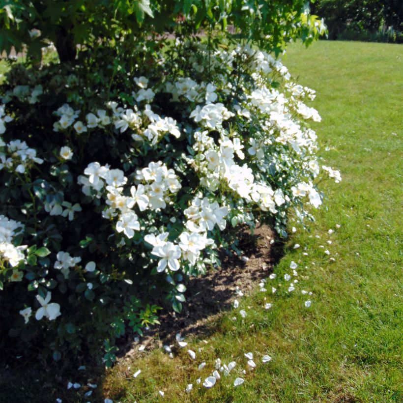 Rosa Escimo (Plant habit)