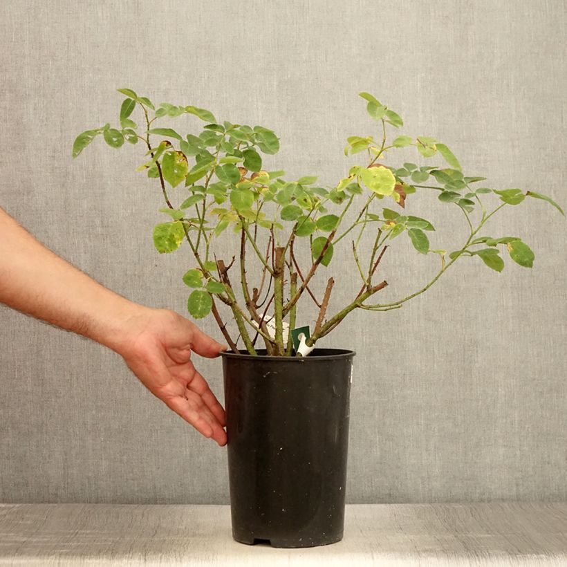 Rosa gallica officinalis Etoile Pourpre - Old Gallic Rose 4L/5L pot sample as delivered in summer