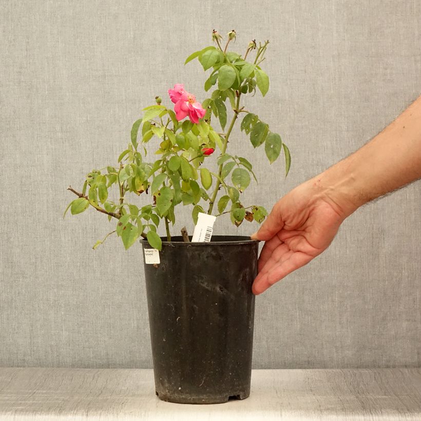 Rosa x moschata 'Finn's Rose' - Musk Rose 4L/5L pot sample as delivered in summer