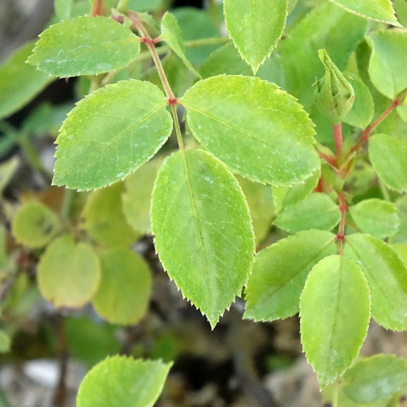 Rosa x polyantha Friendly 'Pink Meissalu' - Polyantha Rose (Foliage)
