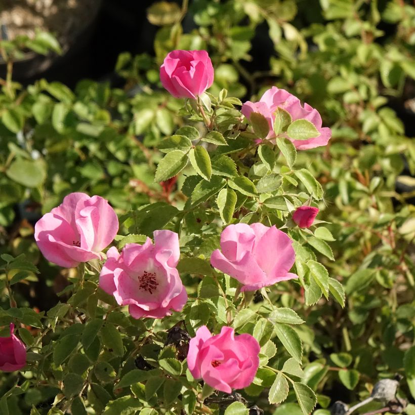 Rosa x polyantha Friendly 'Pink Meissalu' - Polyantha Rose (Flowering)