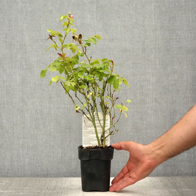 Rosa x polyantha Friendly 'Purple Meicosme' - Polyantha Rose 10cm/11cm pot sample as delivered in summer