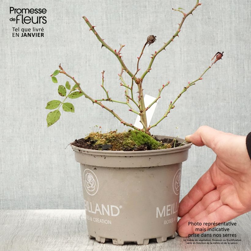 Rosa x polyantha Friendly 'Purple Meicosme' - Polyantha Rose 2L/3L pot sample as delivered in winter