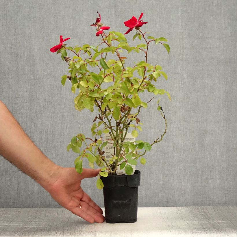Rosa x polyantha Friendly 'Red Meiariba' - Polyantha Rose 10cm/11cm pot sample as delivered in summer