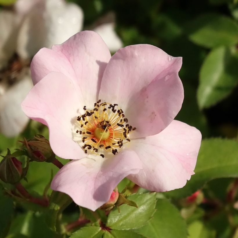 Rosa polyantha 'Sweet Meinatope' - Polyantha Rose (Flowering)