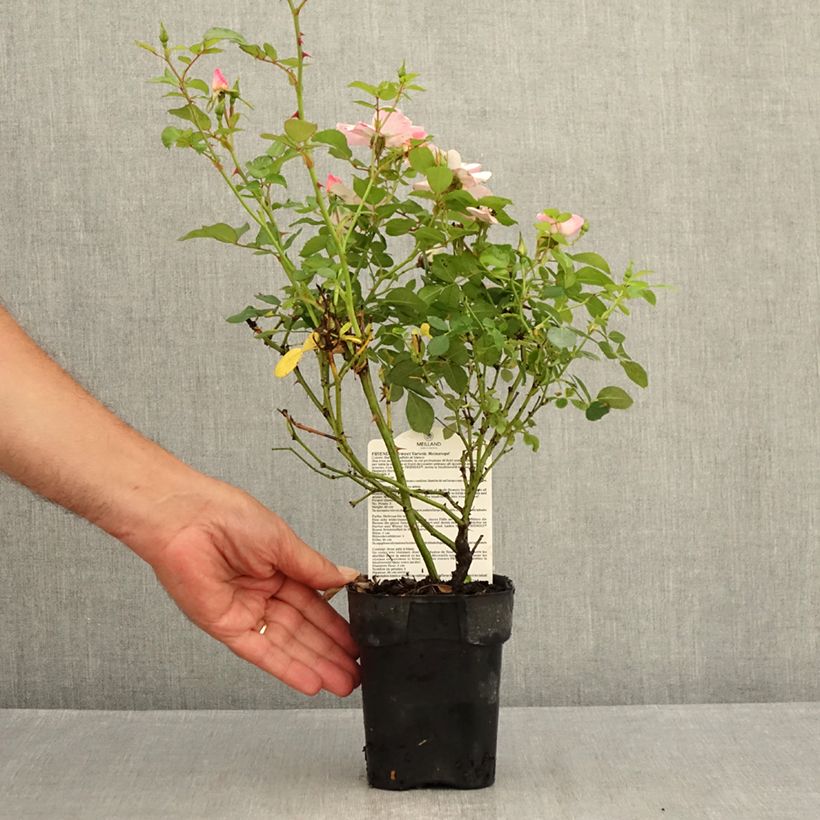 Rosa polyantha 'Sweet Meinatope' - Polyantha Rose 10cm/11cm pot sample as delivered in summer