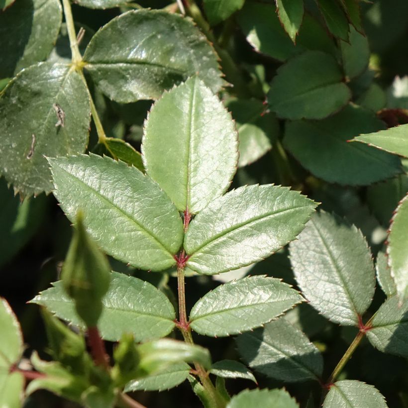 Rosa polyantha 'Sweet Meinatope' - Polyantha Rose (Foliage)