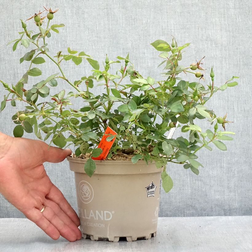 Rosa polyantha 'Sweet Meinatope' - Polyantha Rose 2L/3L pot sample as delivered in summer