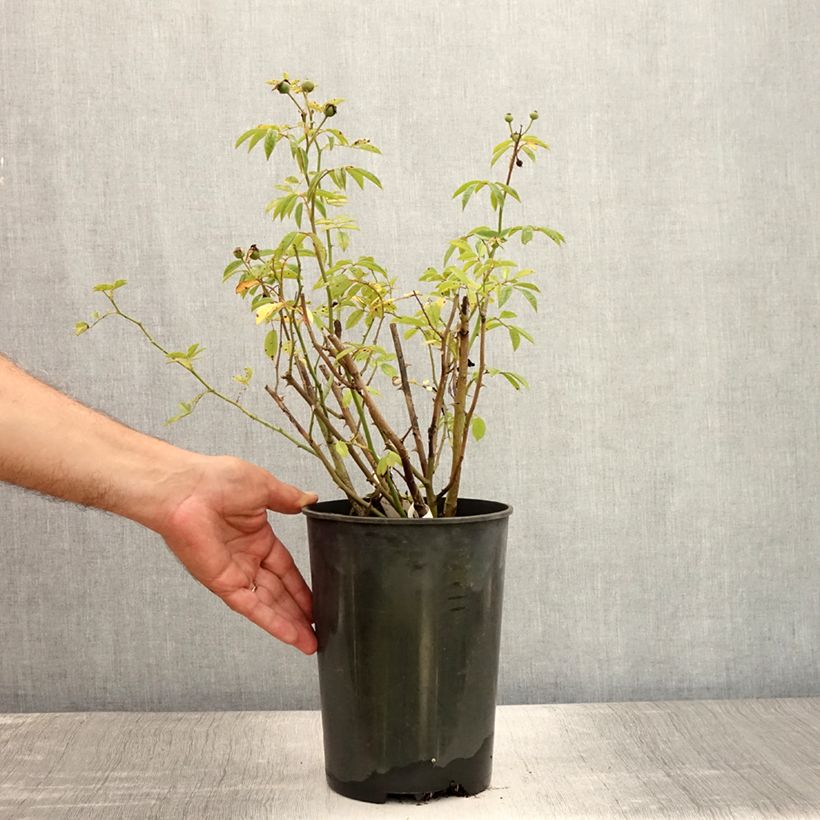 Rosa Gaard um Titzebierg - Musk Rose 4L/5L pot sample as delivered in summer