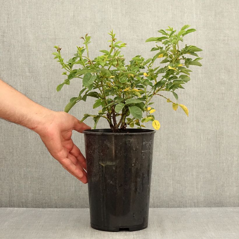 Rosa Golden Wings 4L/5L pot sample as delivered in summer