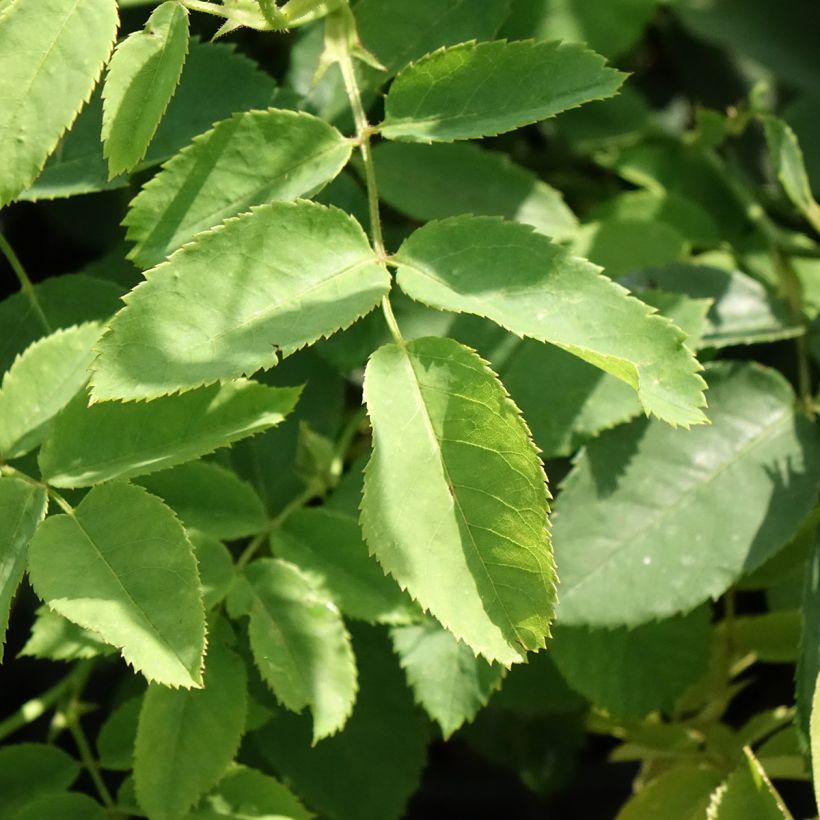 Rosa Golden Wings (Foliage)