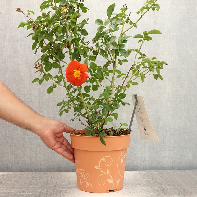 Rosa floribunda Havanna 6L/7L pot sample as delivered in summer