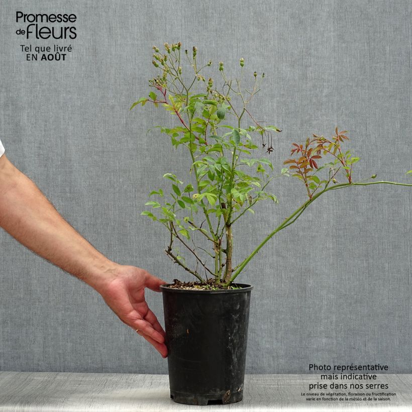 Rosa x moschata Heavenly Pink 4L/5L pot sample as delivered in summer