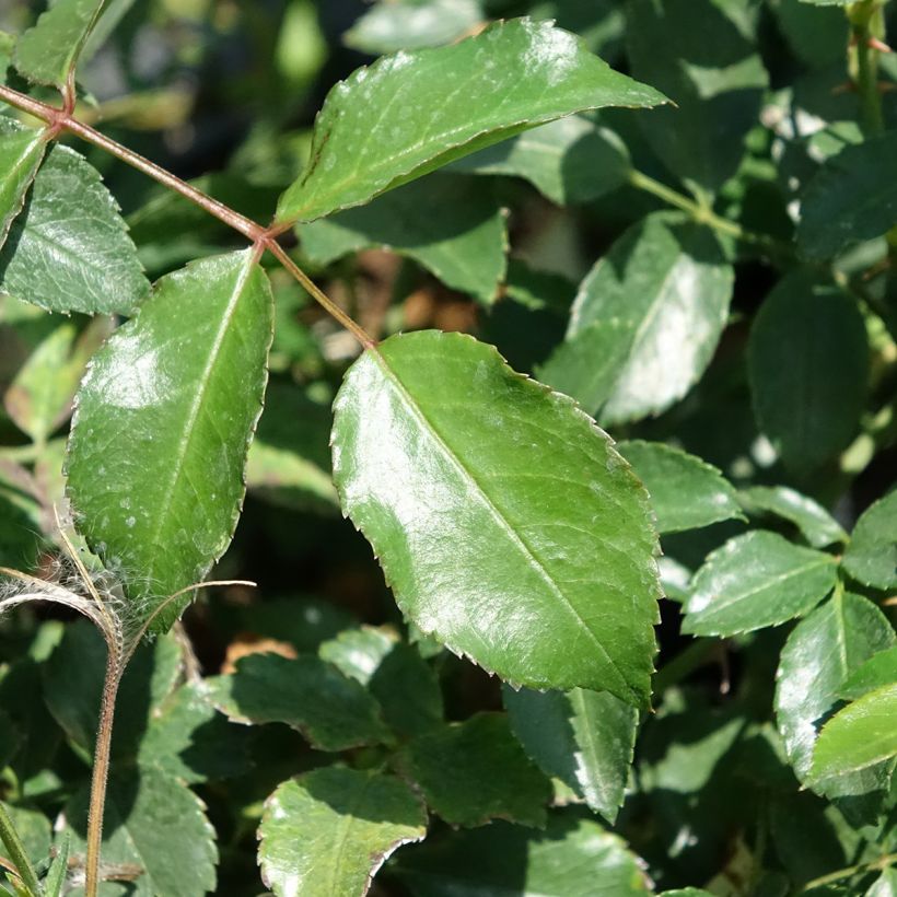 Rosa  'Meivahyn' ICE MEILLANDECOR®  - Rosier Ice Meillandécor, Rosier Ice Meidiland (Foliage)