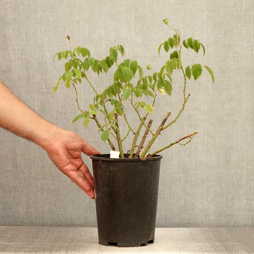 Rosa x moschata 'Kathleen' 4L/5L pot sample as delivered in summer