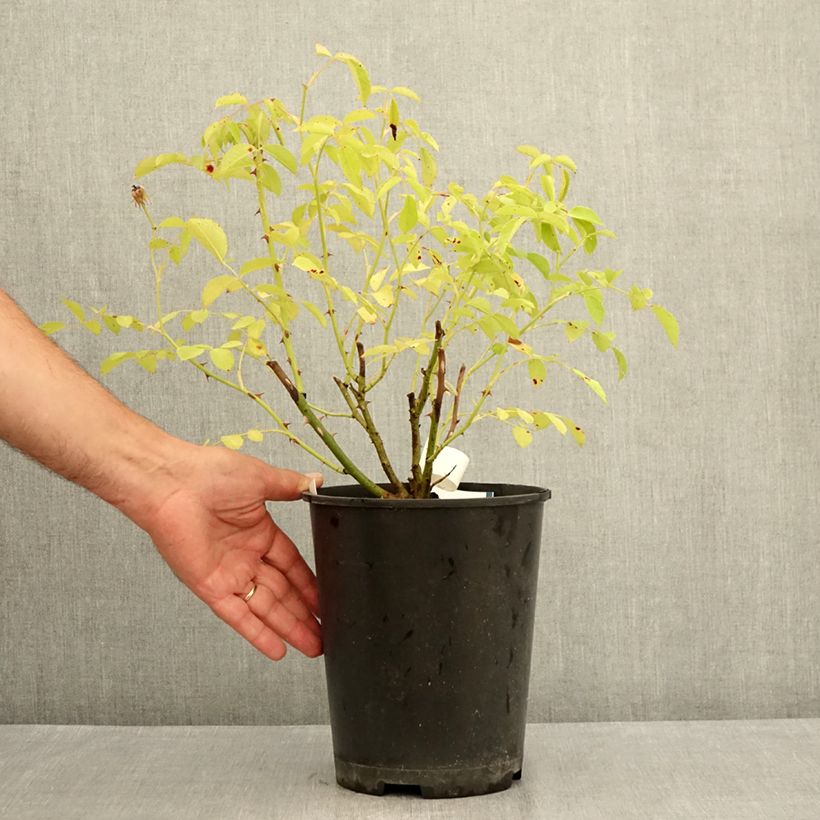 Rosa x moschata 'La Feuillerie' (VELgugrat) 4L/5L pot sample as delivered in summer