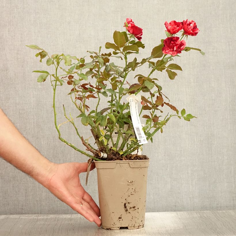 Rosa Queen of the Night - Floribunda rose 3L/4L pot sample as delivered in summer
