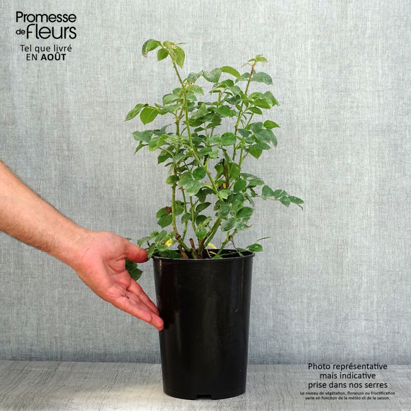 Rosa x floribunda 'Mariatheresia'  - Shrub Rose 4L/5L pot sample as delivered in summer