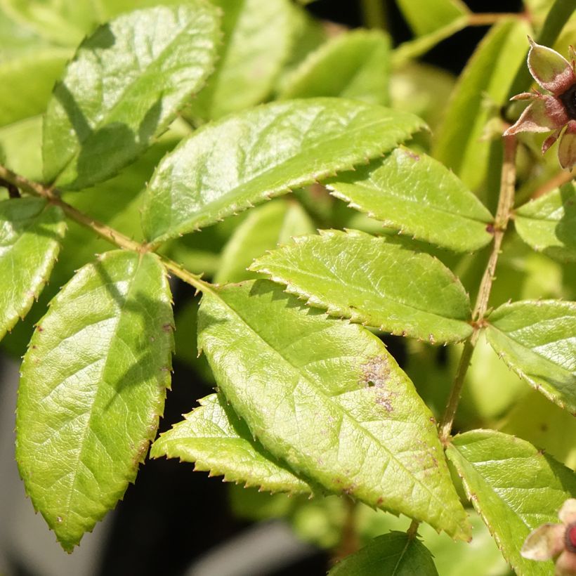 Rosa Matchball - Hybrid Musk (Foliage)