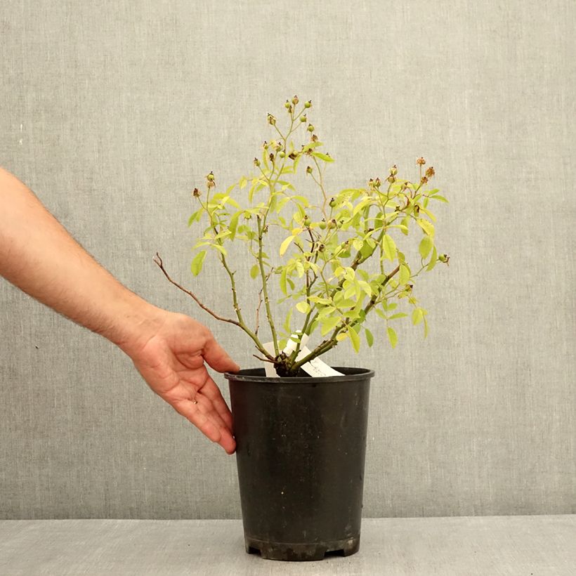 Rosa Matchball - Hybrid Musk 4L/5L pot sample as delivered in summer