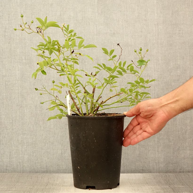 Rosa moschata Millie Fleur - Musk Rose 4L/5L pot sample as delivered in summer
