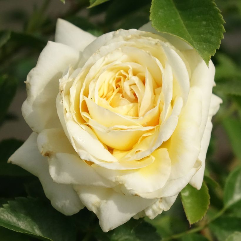 Rosa 'Meibalneo' NADIA MEILLANDECOR® - Rosier Nadia Meillandécor, Rosier Nadia Meidiland (Flowering)