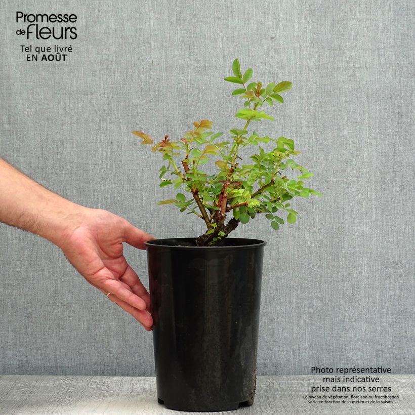Rosa Nevada 4L/5L pot sample as delivered in summer