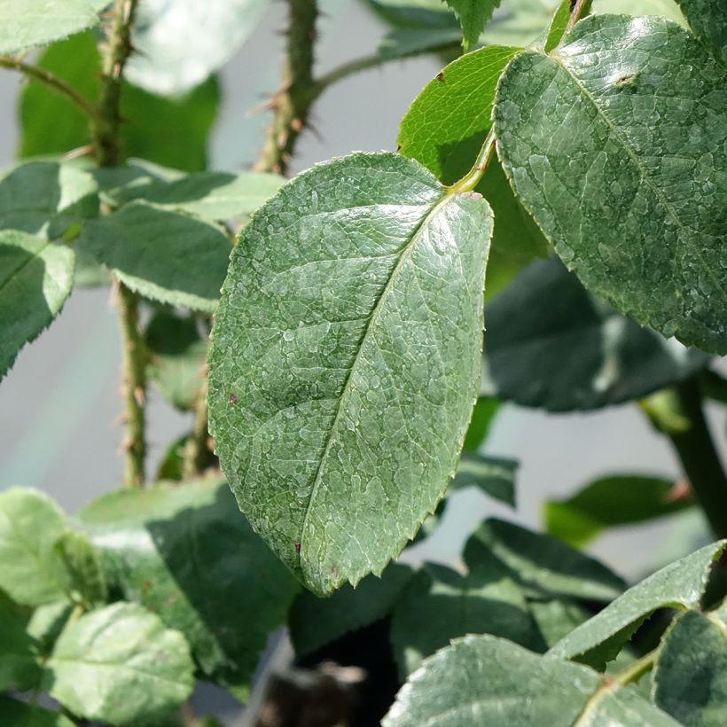 Rosa Grand Hotel - hybrid tea rose (Foliage)