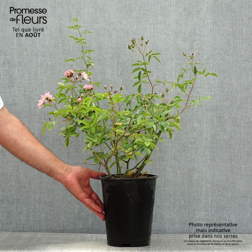 Rosa Petite de Terre Franche - Hybrid Musk rose 4L/5L pot sample as delivered in summer