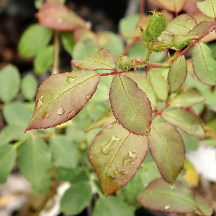 Rosa floribunda Pirouette (Foliage)