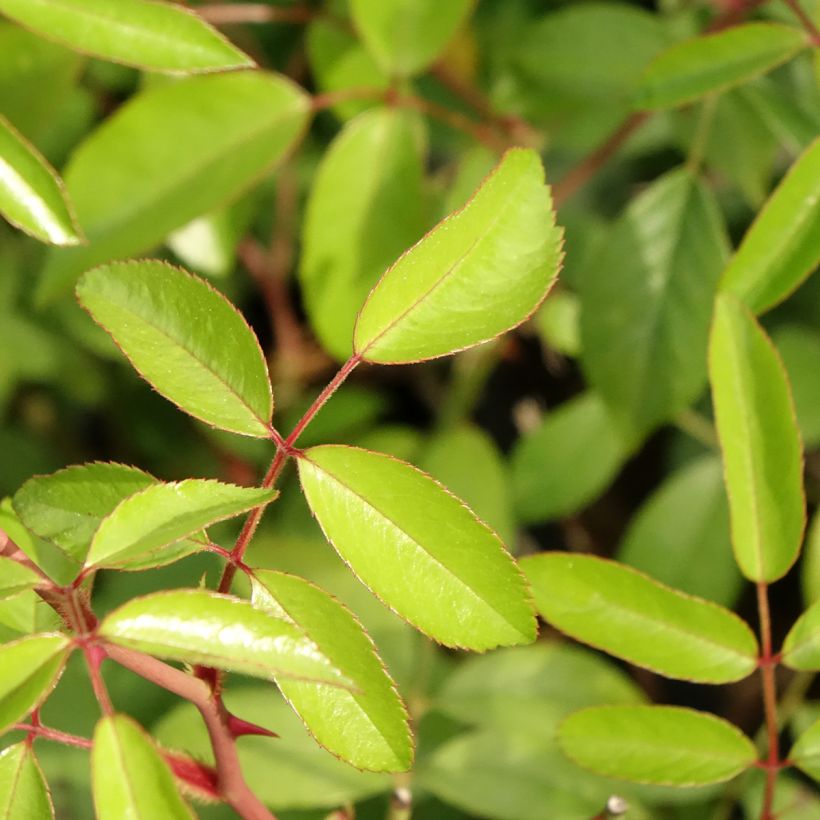 Rosa Plaisanterie - Hybrid Musk Rose (Foliage)