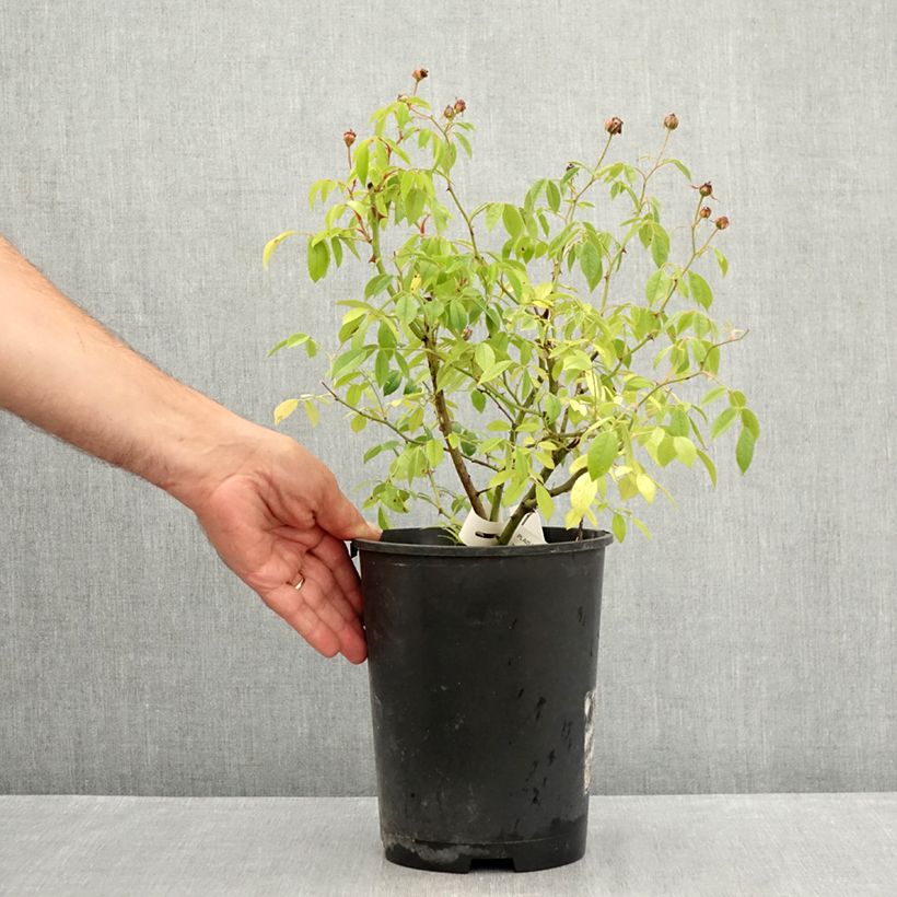 Rosa Plaisanterie - Hybrid Musk Rose 4L/5L pot sample as delivered in summer