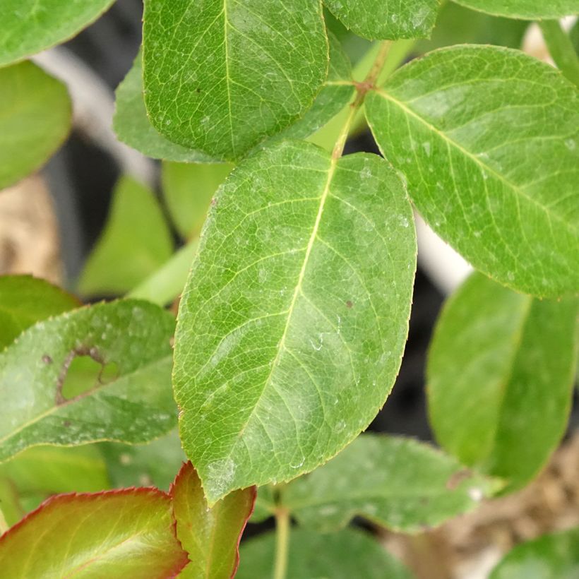 Rosa Prins Alexander - Hybrid Tea Rose (Foliage)