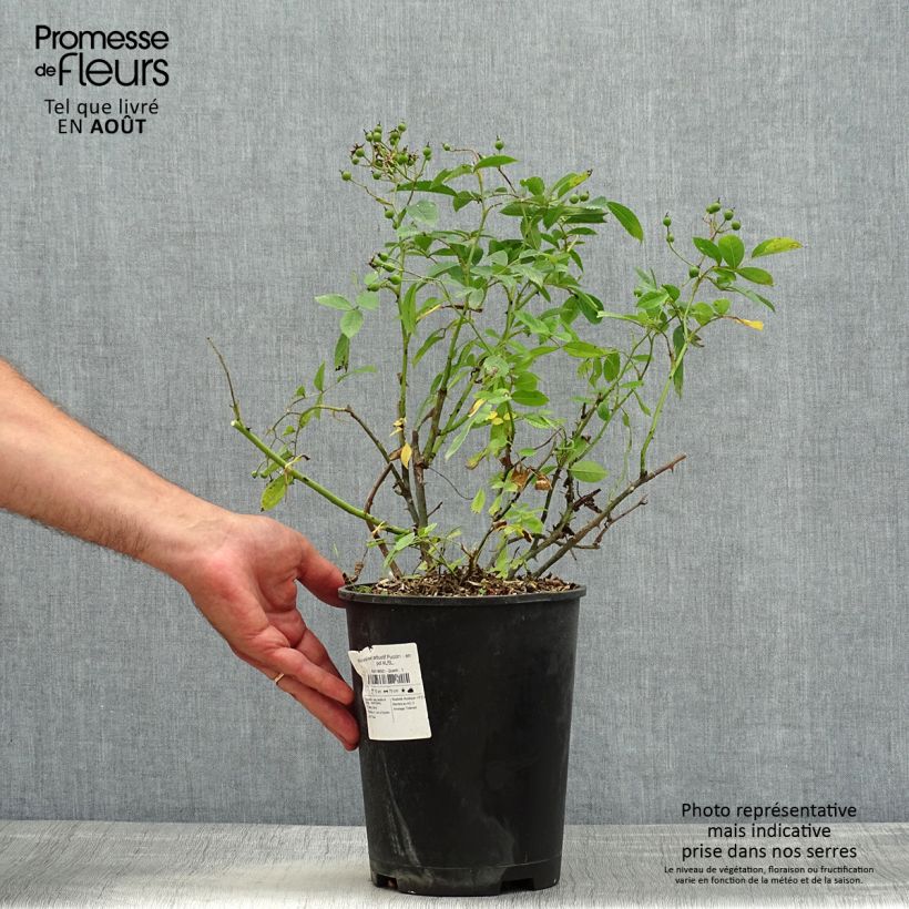 Rosa Puccini - Hybrid Musk Rose 4L/5L pot sample as delivered in summer