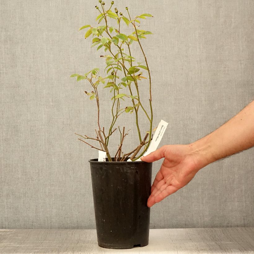Rosa Queen of the Musks - Hybrid Musk rose 4L/5L pot sample as delivered in summer