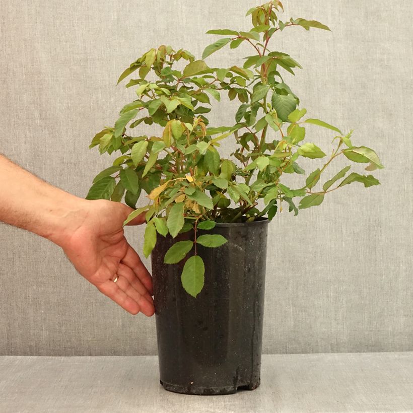 Rosa x moschata 'Rosalita' - Shrub Rose 4L/5L pot sample as delivered in summer
