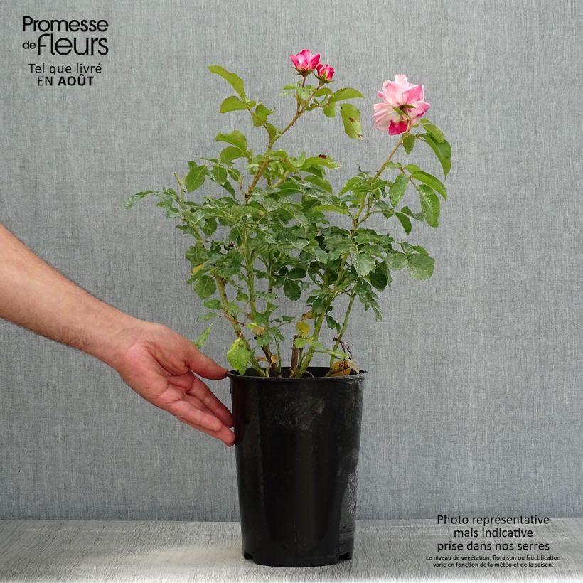 Rosa x floribunda 'Triple Treat' (Rosenstadt Freising) - Shrub Rose 4L/5L pot sample as delivered in summer