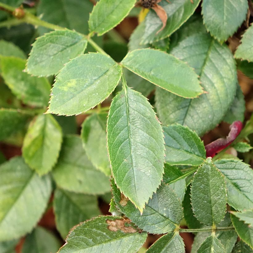 Rosa Rosy Boom - 'Colour Change' - Shrub Rose (Foliage)