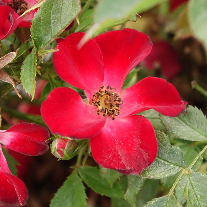 Rosa Rosy Boom - 'Colour Change' - Shrub Rose (Flowering)